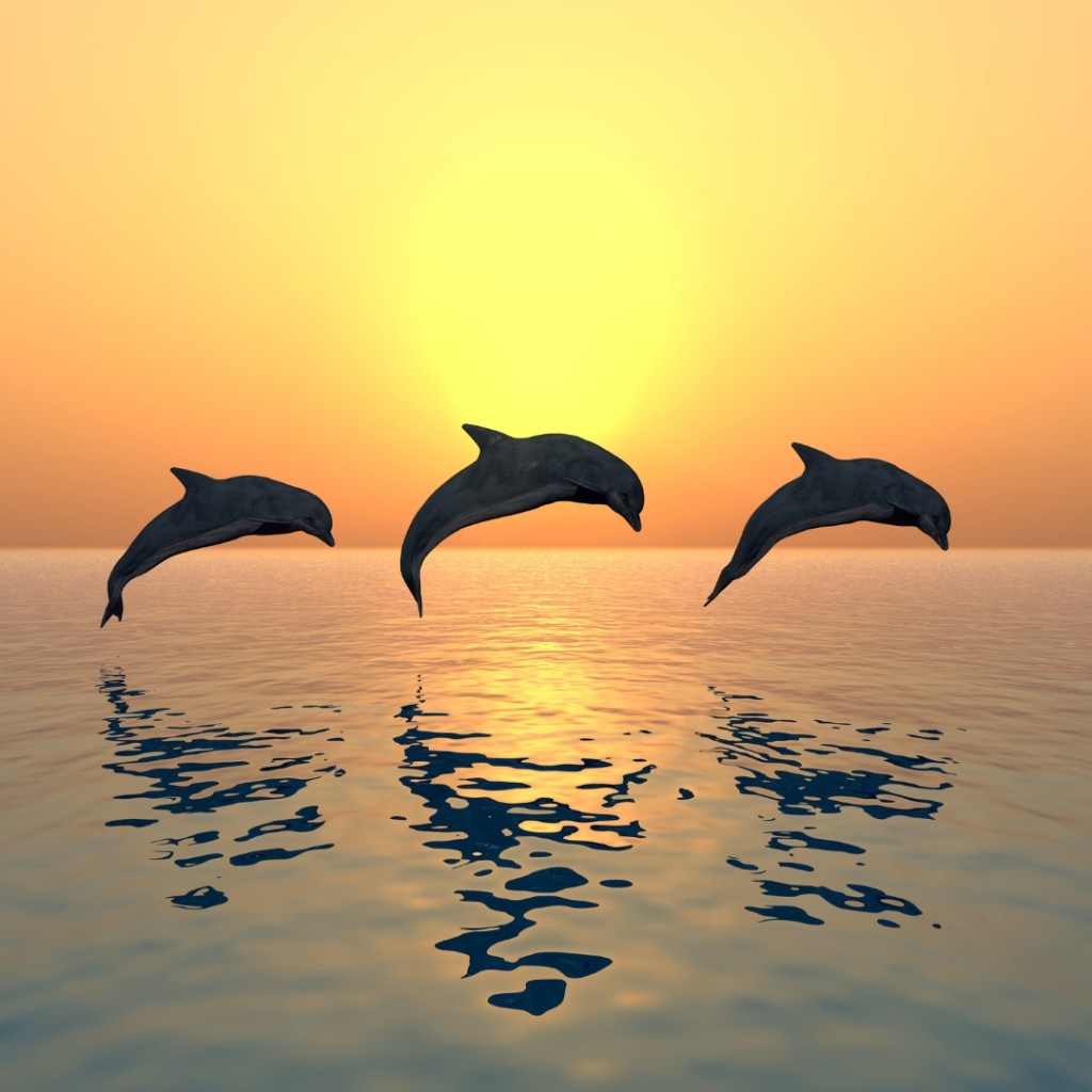 Springende Delfine im Sonnenuntergang