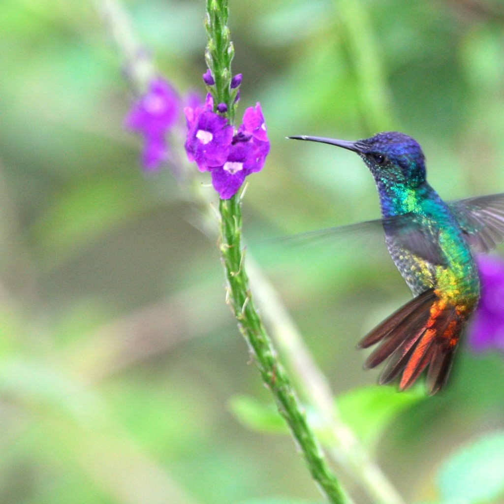 Kolibri fliegt zu lila Blüten