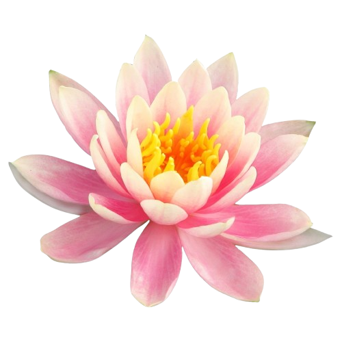 Seerose mit pinken Blütenblättern